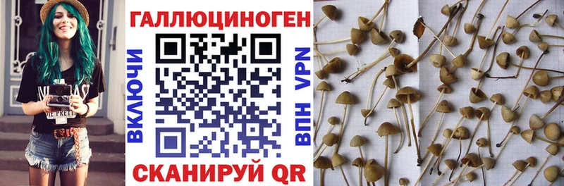 Галлюциногенные грибы Psilocybine cubensis  Ардатов 